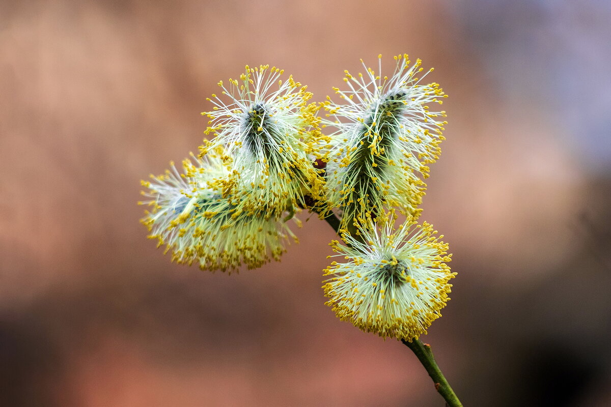 Пробуждение. - Анатолий. Chesnavik. Пробуждение. - Анатолий. Chesnavik.