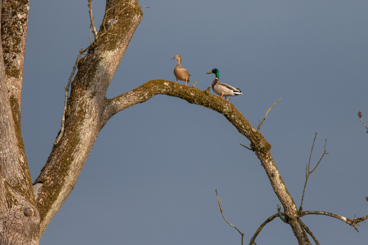 дозор - vladimir 