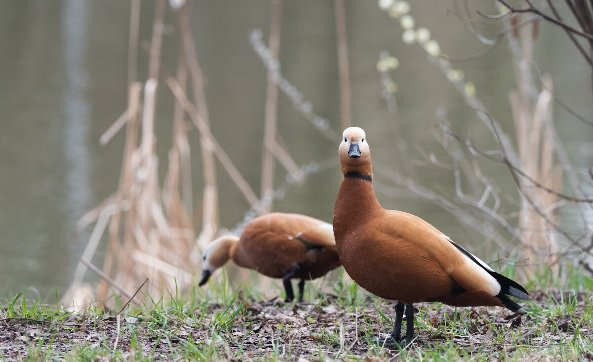 Огари. - Владимир Безбородов