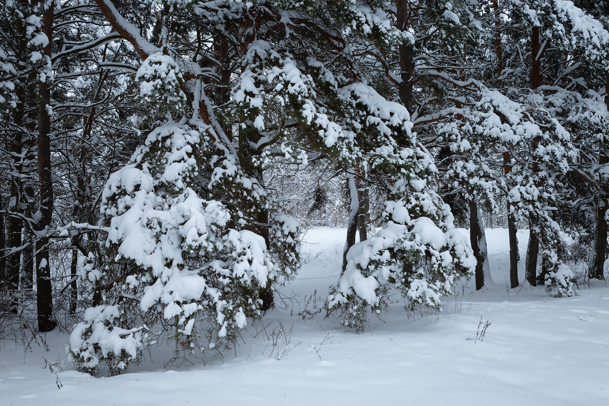 Январский пейзаж - Александр Синдерёв