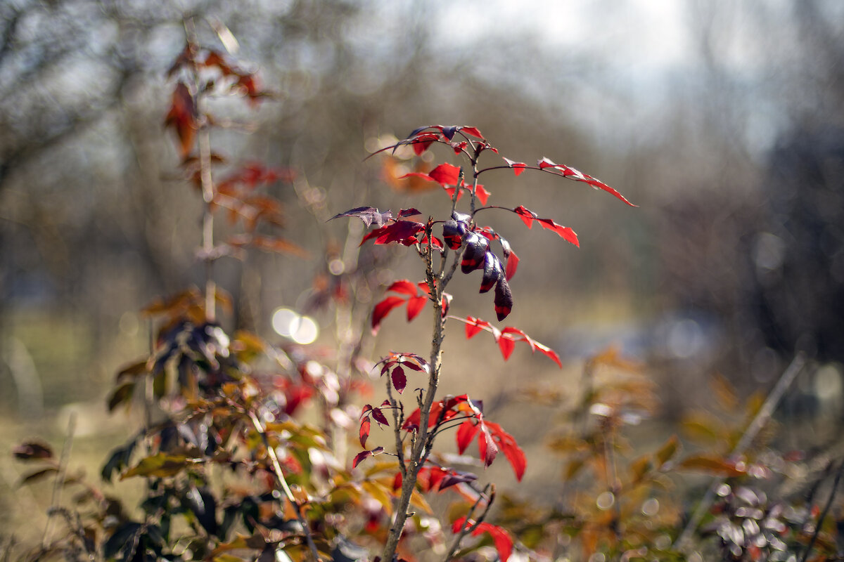 Куст в боке - sorovey Sol Куст в боке - sorovey Sol