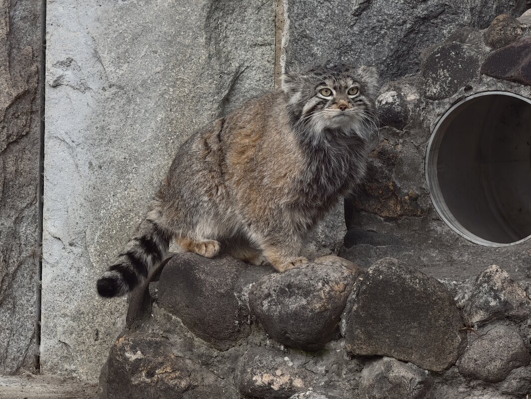 Манул Тимофей - <<< Наташа >>>