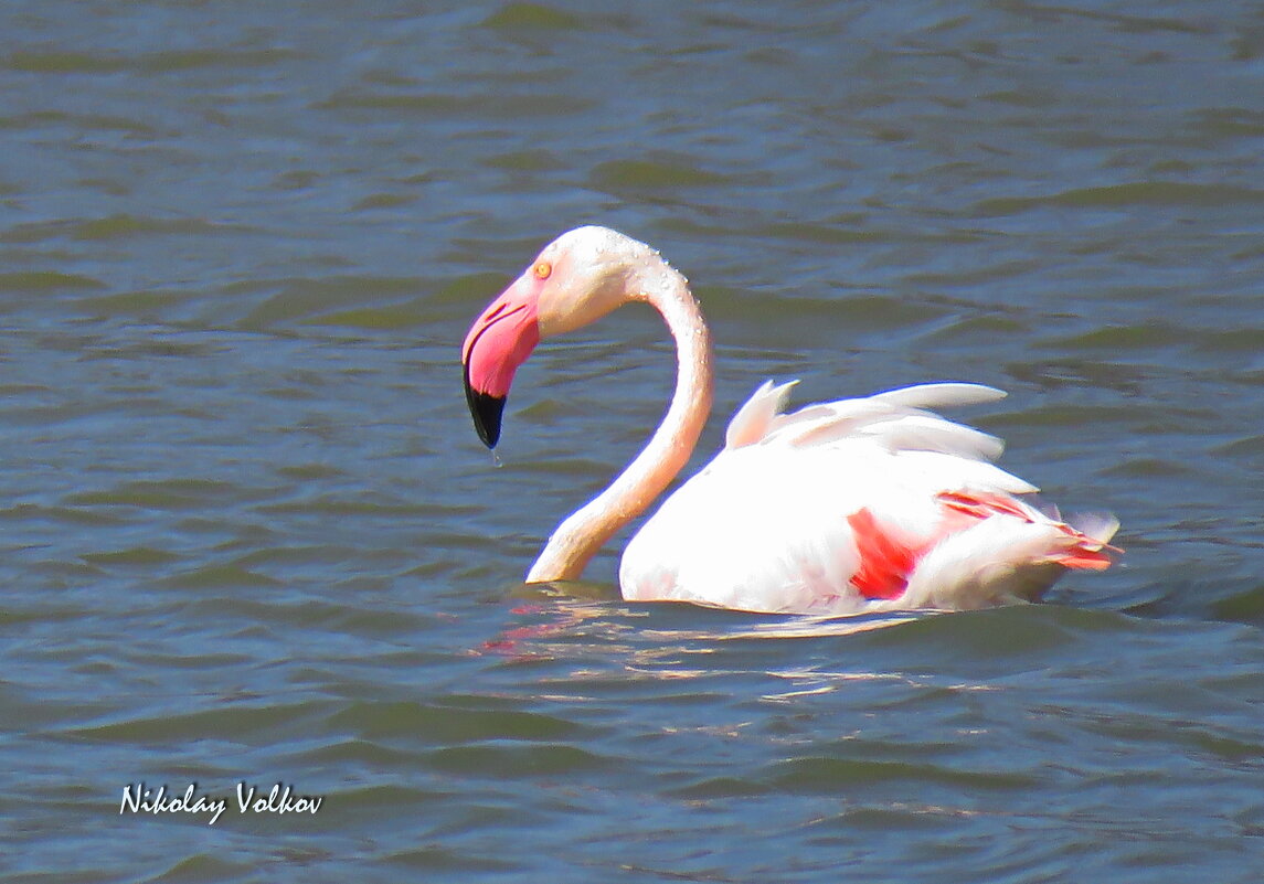 Фламинго - Николай Волков