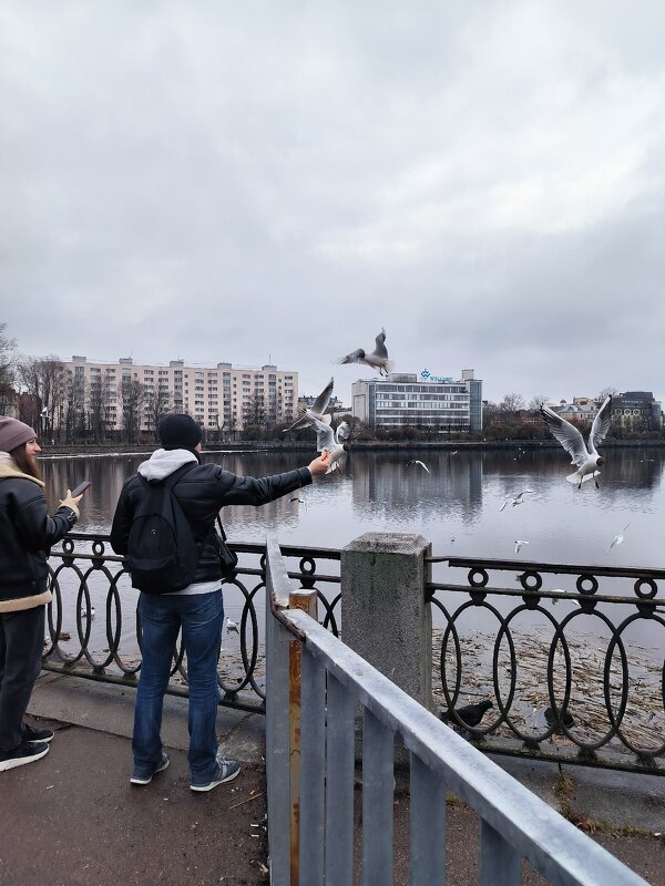 Про чаек. - Ольга 