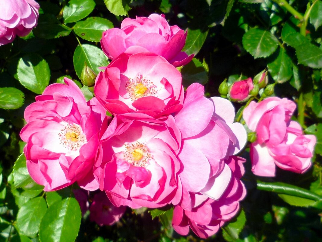 Шиповник - Наталья 