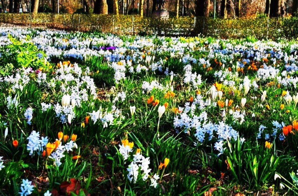 Цветение первоцветов в парке - Aida10 Цветение первоцветов в парке - Aida10