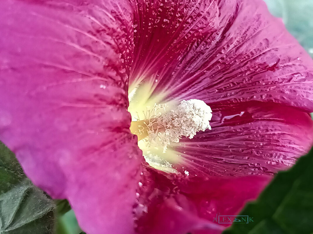 Штокро́за. - Argaman Табашник