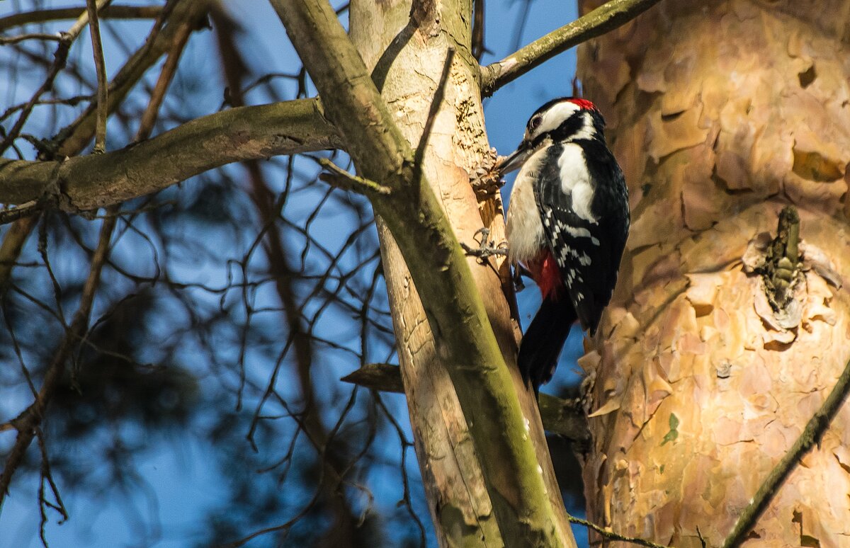 Большой пестрый. - Андрей Андрианов