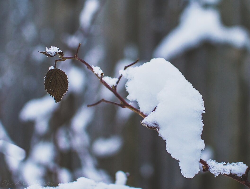 *** - Андрей Андрианов