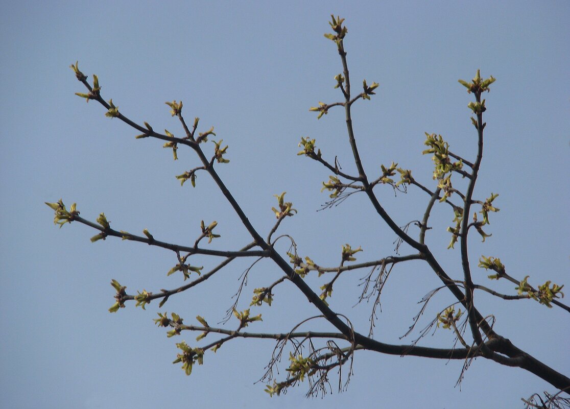 "Всего и надо, что вглядеться..." Ю.Левитанский - Syntaxist (Светлана)