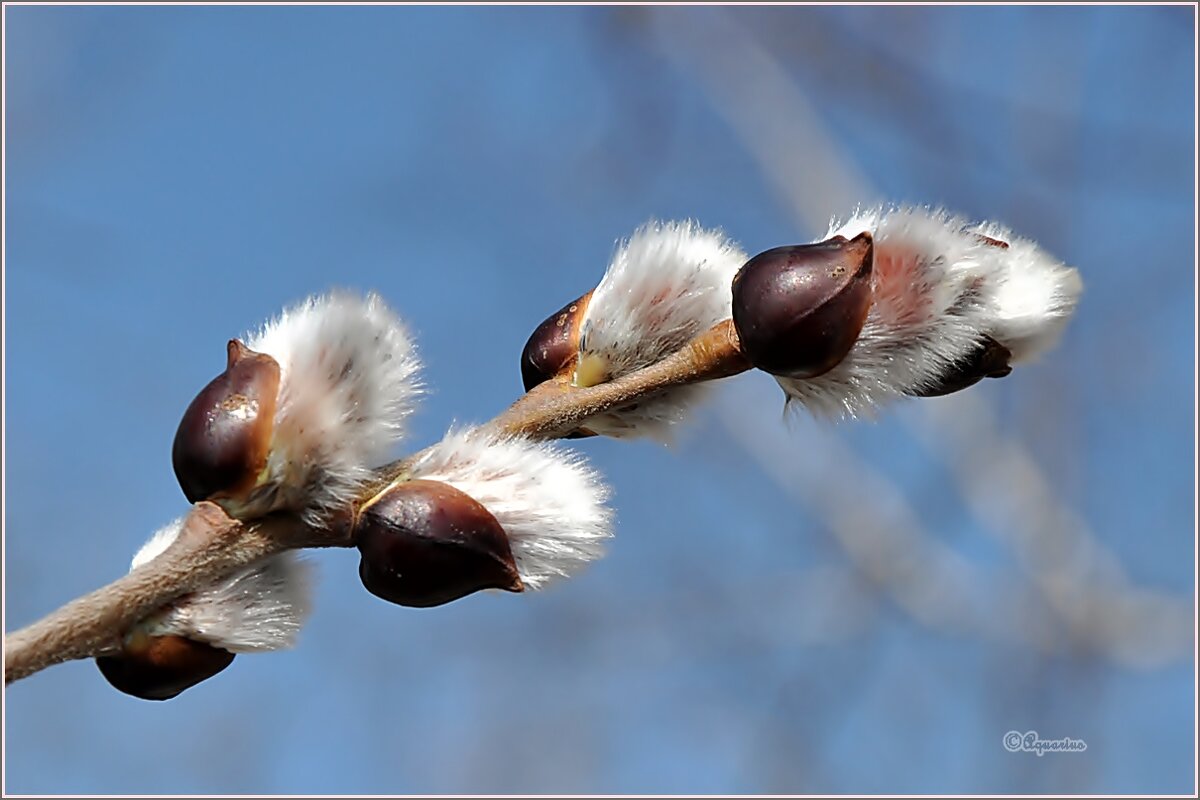 Про апрель... - Aquarius - Сергей Про апрель... - Aquarius - Сергей