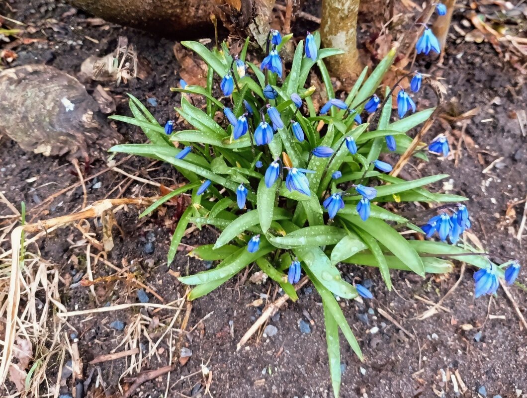 Пролески - Veera V