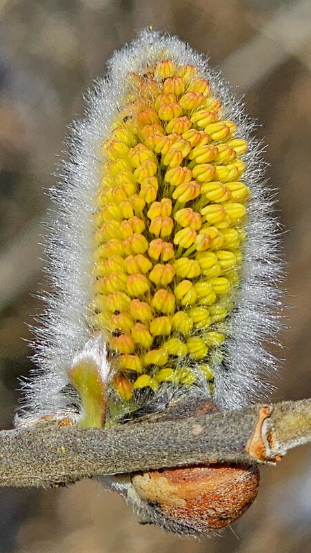 Верба - Михаил Свиденцов
