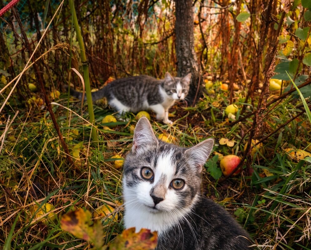 Коты в саду - Лилия 