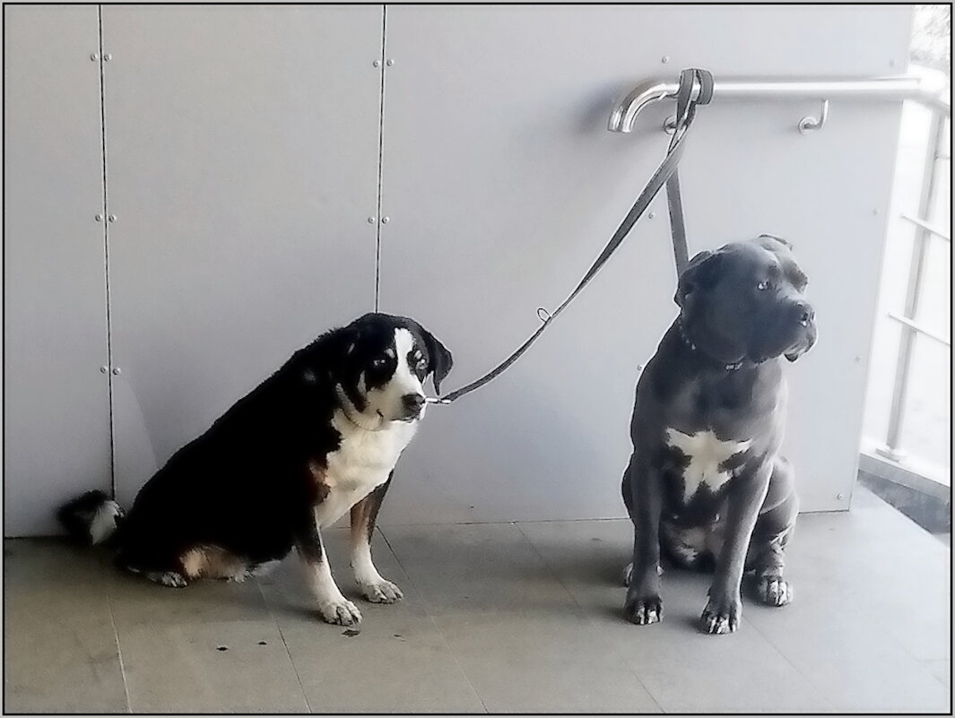 Встреча у магазина - Ольга Довженко