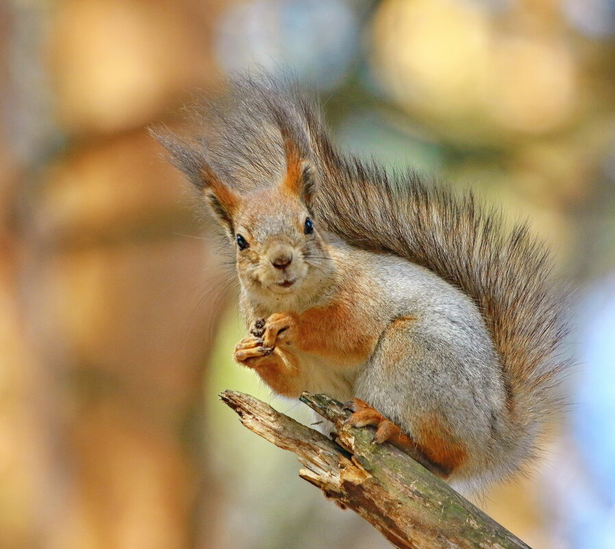 загадочный вид ... - Andrey Bragin загадочный вид ... - Andrey Bragin