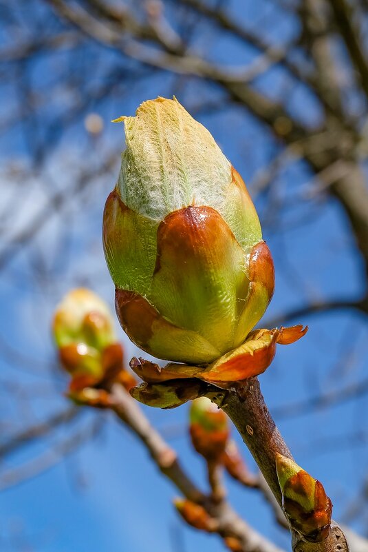 Пробуждение природы ... - Ravile 