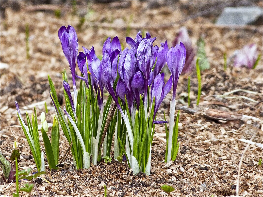 Одни из первых... - Валентина * Одни из первых... - Валентина *