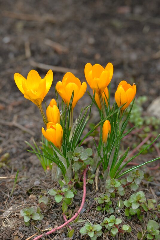 Крокусы - Константин Анисимов Крокусы - Константин Анисимов