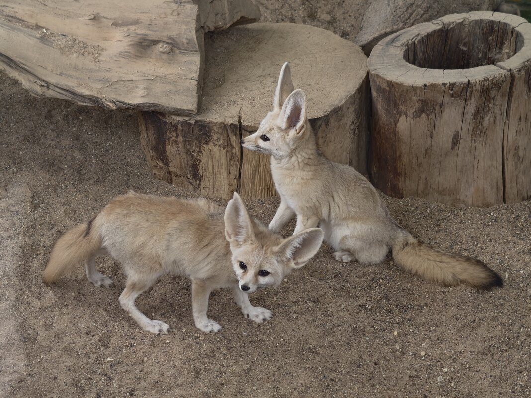 Фенёки - <<< Наташа >>>