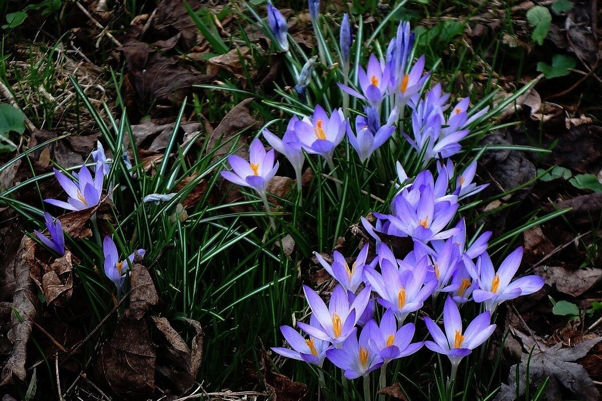 Крокусы - Рита Симонова