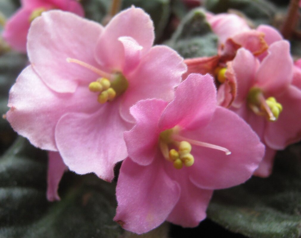 Нежность - Елена Семигина Нежность - Елена Семигина