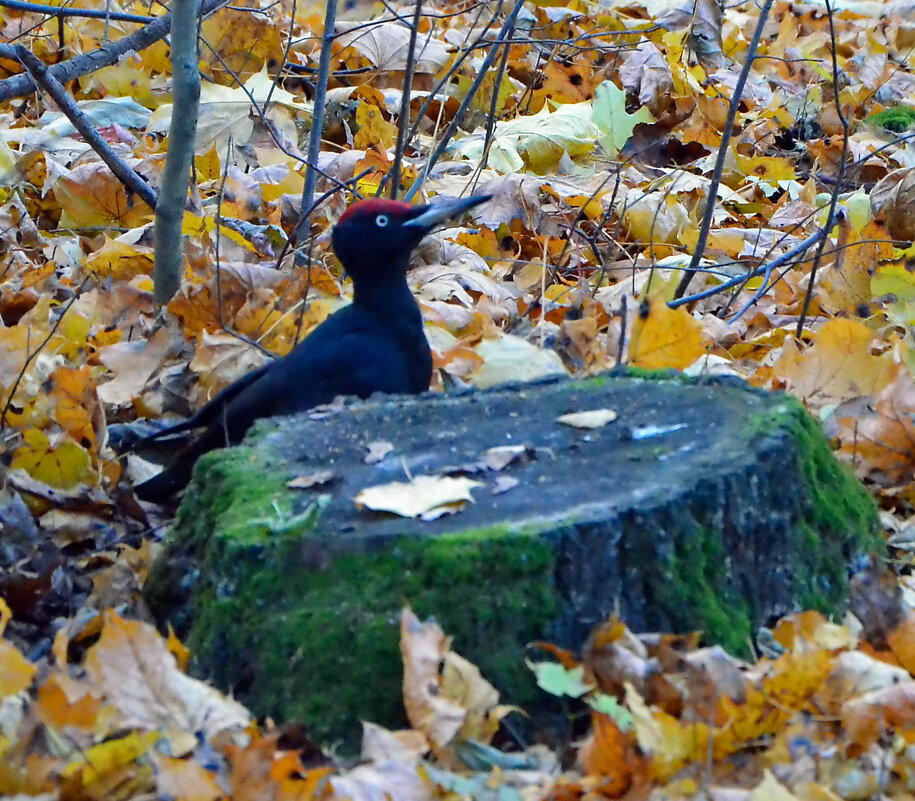 Желна (чёрный дятел) - Олег 