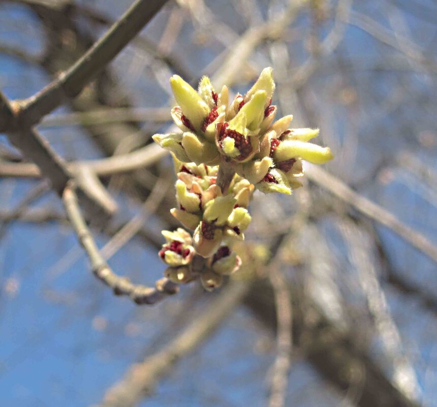 ВЕСЕННЕЕ - Елена Семигина