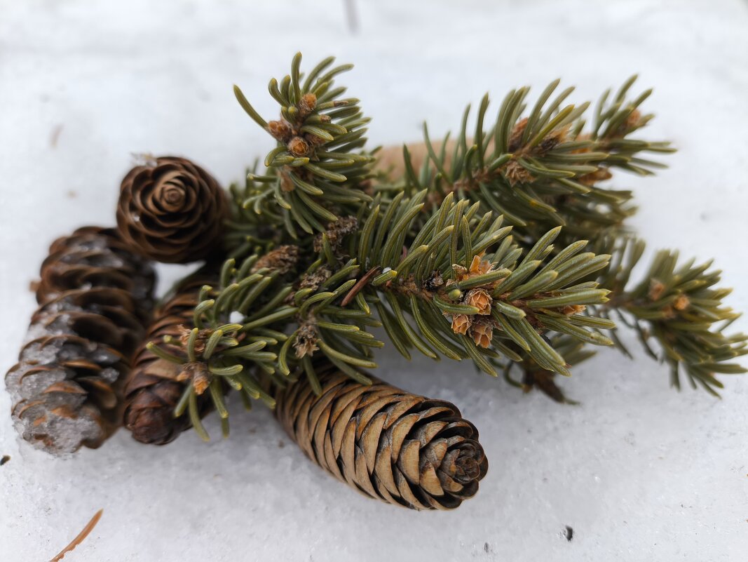 Чьи в лесу шишки - Anna Ivanova Чьи в лесу шишки - Anna Ivanova