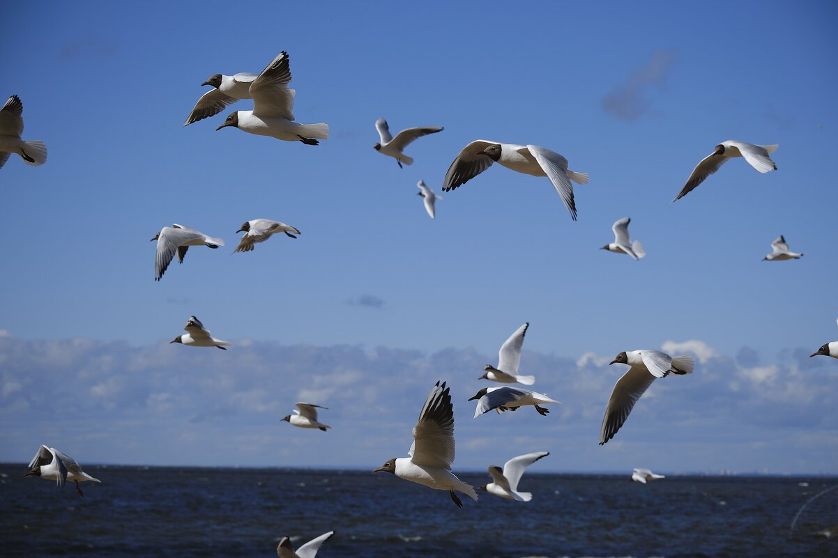 Хоровод мгновений - Иван Державин Хоровод мгновений - Иван Державин