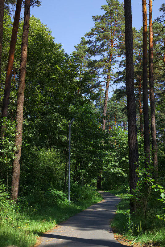 Лесная тропинка - Олег Подлесных