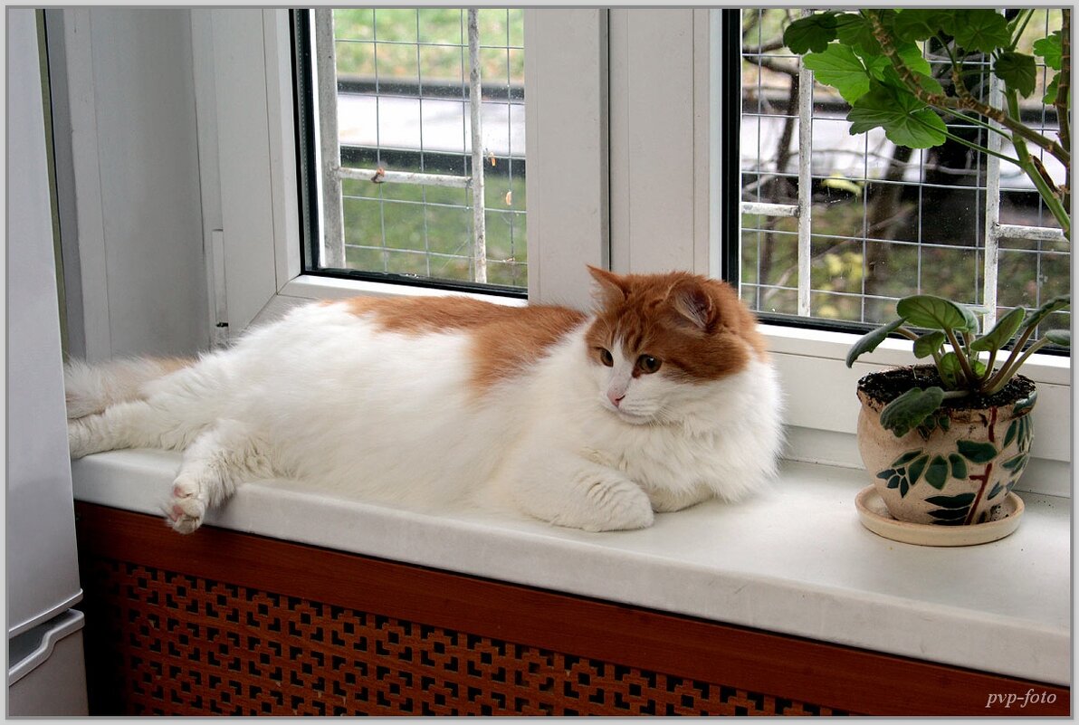 Марсик - Владимир Попов