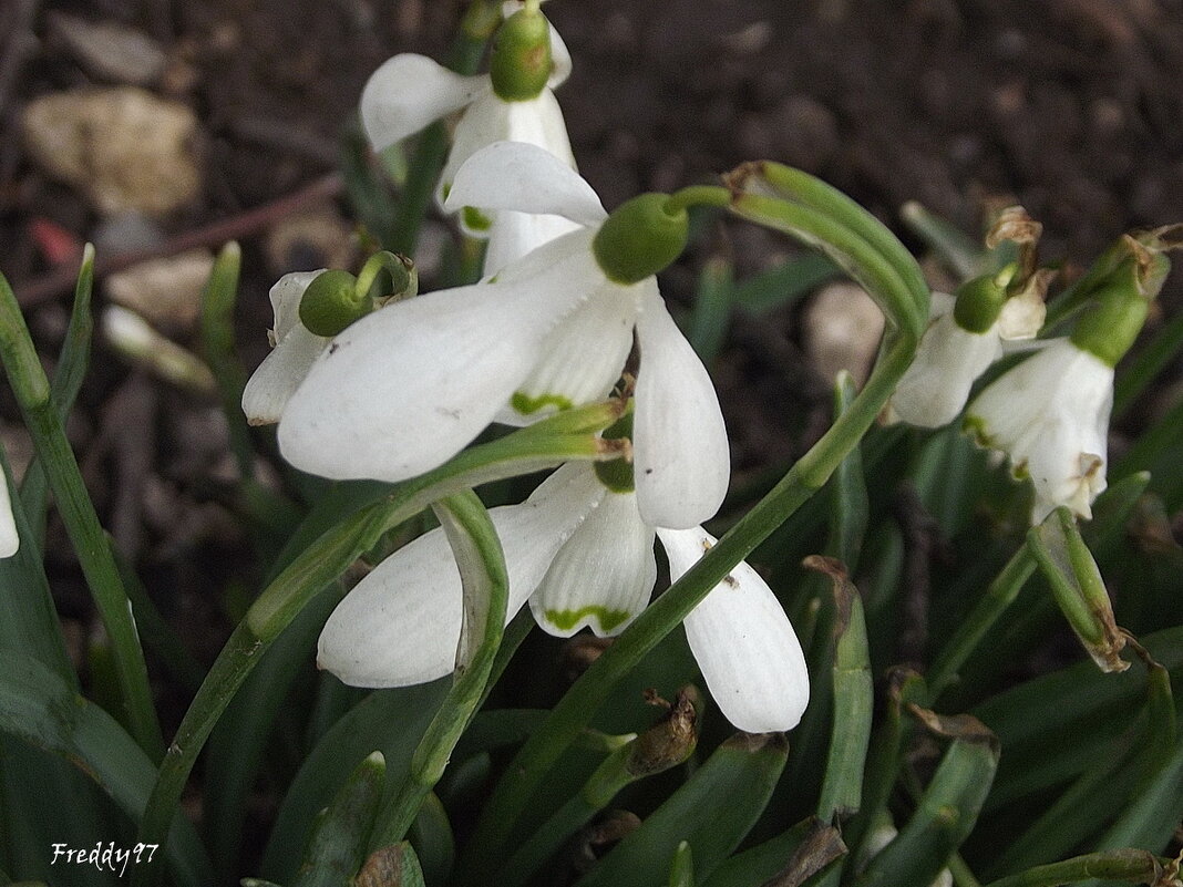 Подснежники - Freddy 97