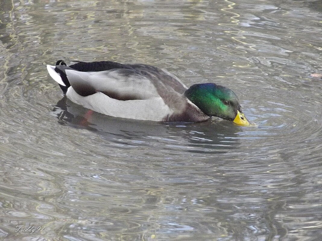 Селезень - Freddy 97