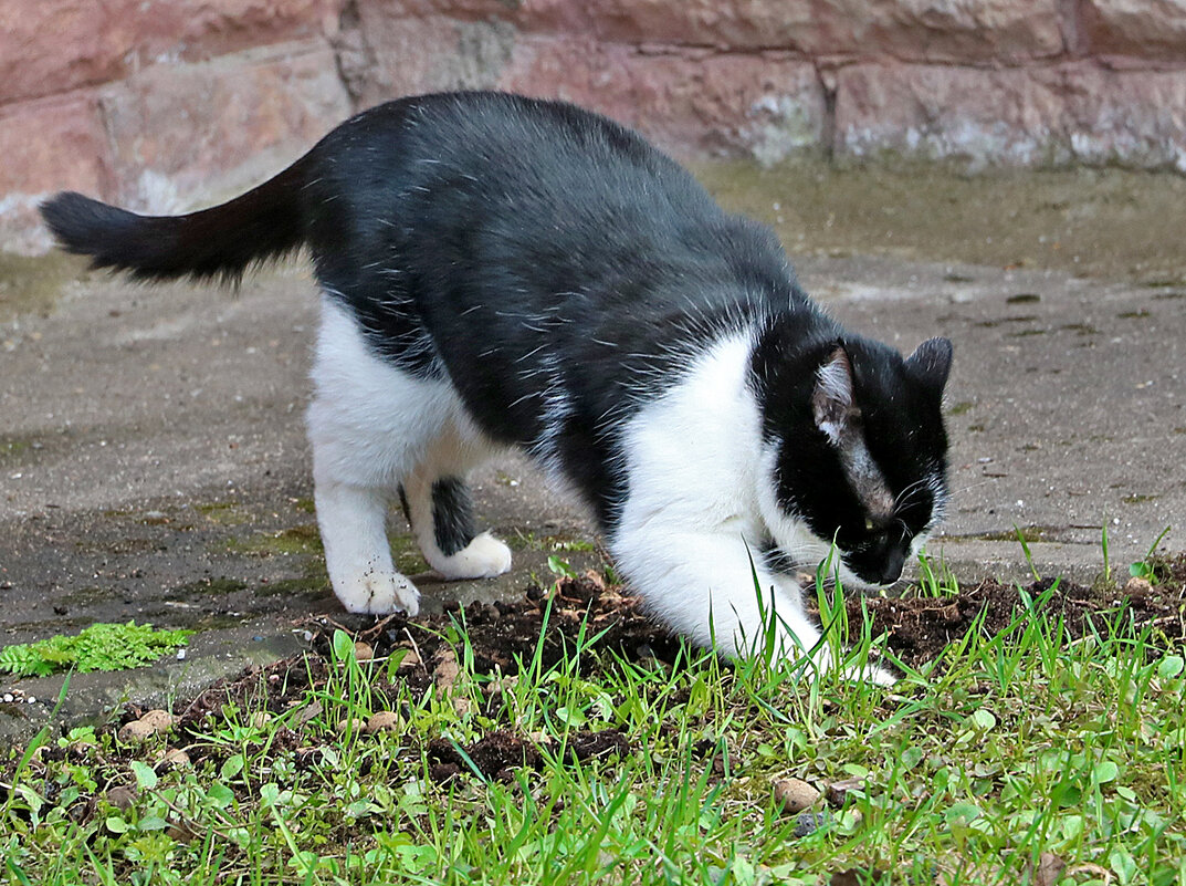 Закапываем свои безобразия... - Светлана 