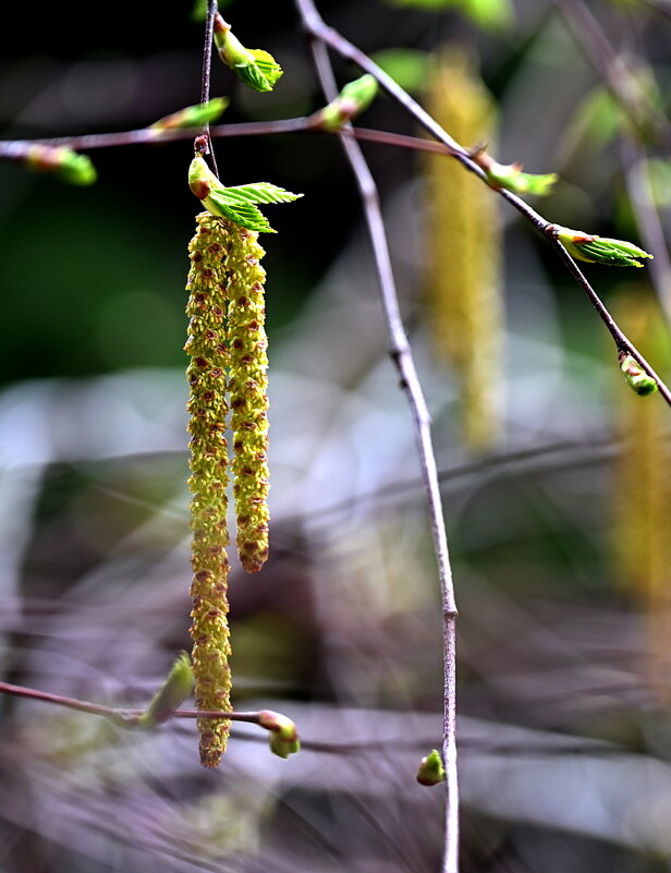 берёза - Aleksandr .