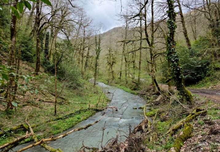 ОРЕХОВКА - Tata Wolf