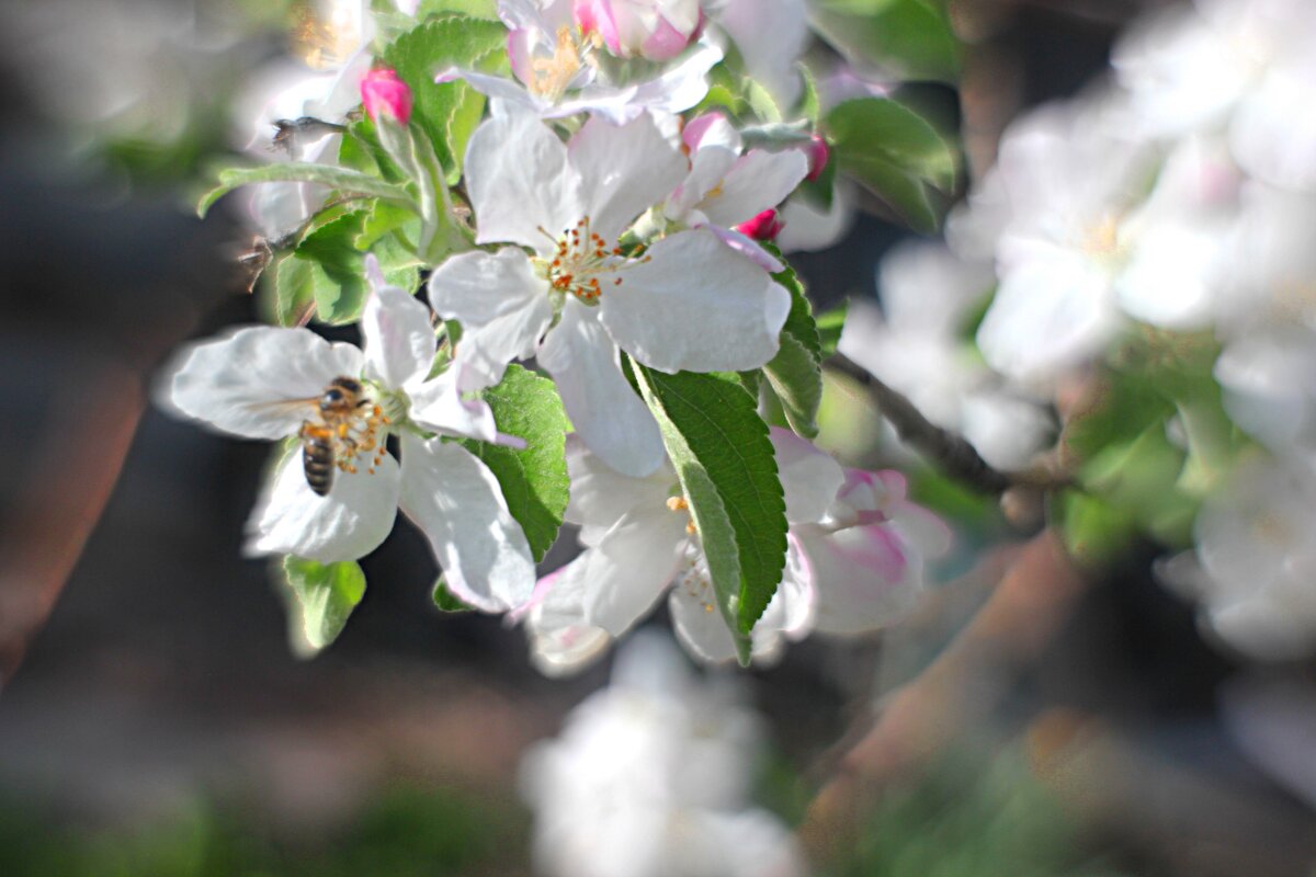 трудяга - Николай 