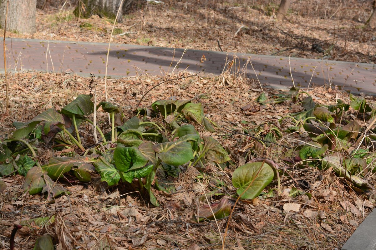 Листья Бадана - Светлана Грызлова