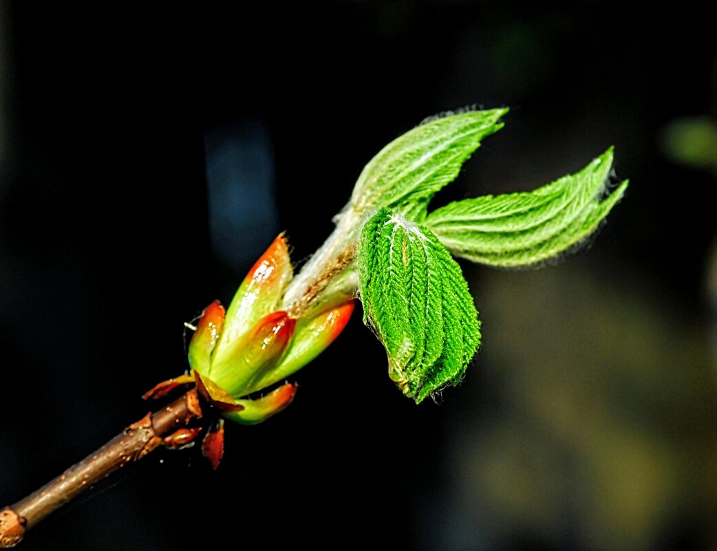 Апрель. - Владимир 