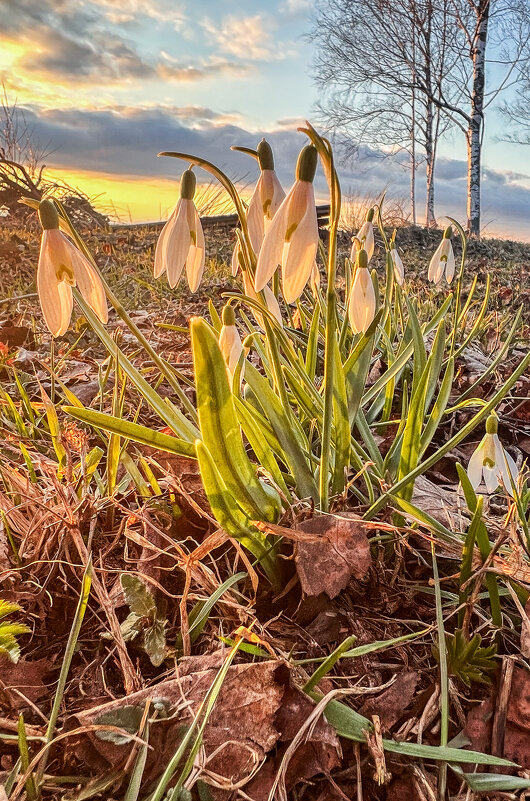 подснежники на закате 2 - Galina 