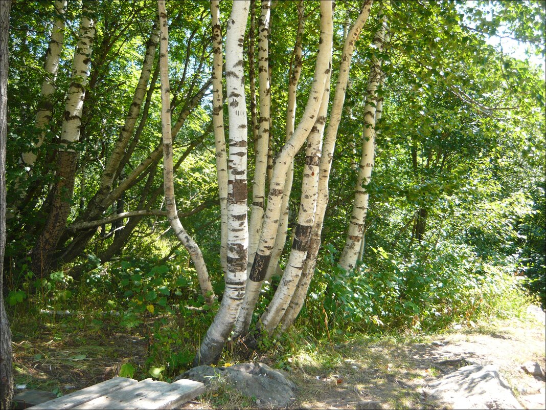 Дружные берёзки! - Надежда 