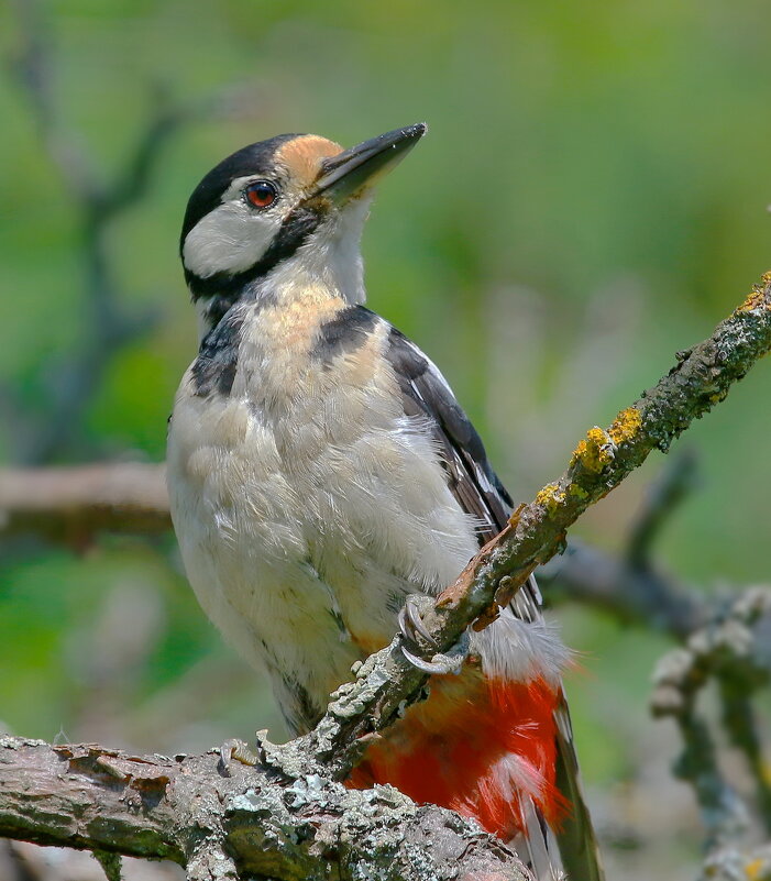 самочка... - Andrey Bragin самочка... - Andrey Bragin