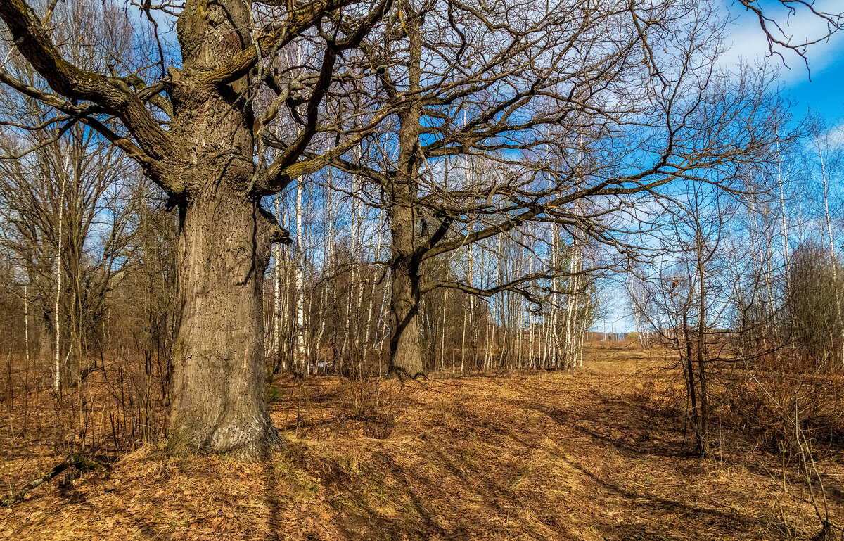 Теплый апрель 6. - Андрей Дворников