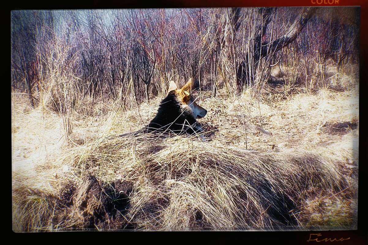 Собачий сфинкс - Игорь Солдаткин