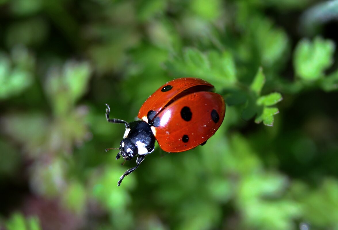 Божья коровка - Tina Kott