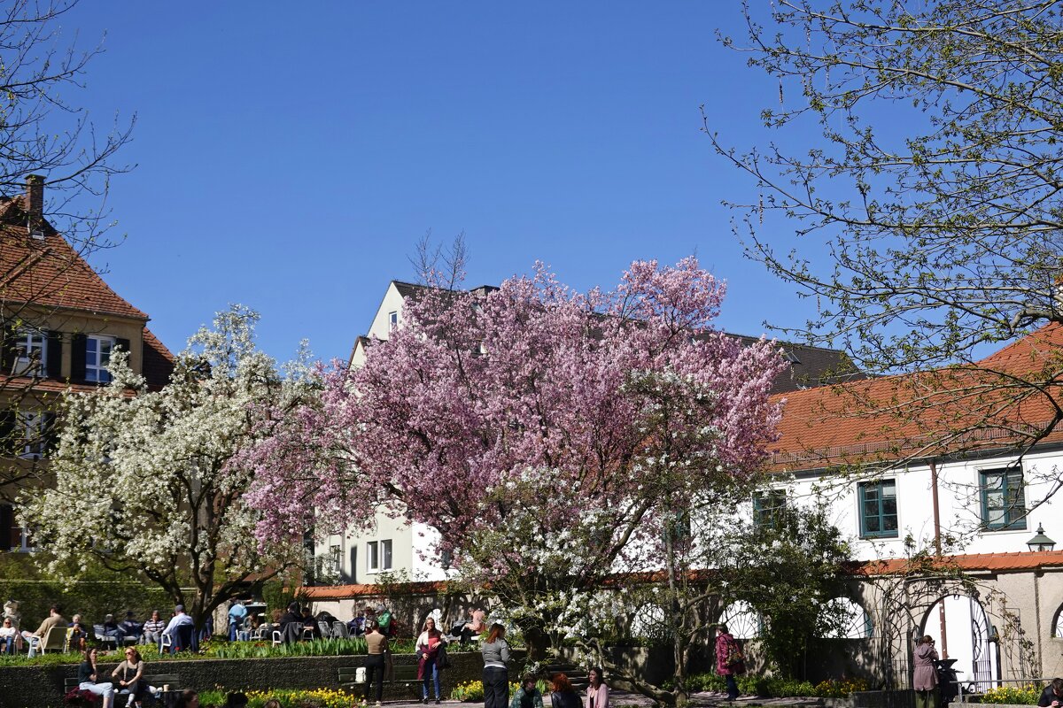 Любимый дворик в цвету сакуры и магнолии...... - Галина 