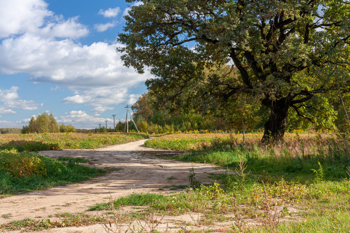 Из-под дуба. - Alexandr Gunin Из-под дуба. - Alexandr Gunin