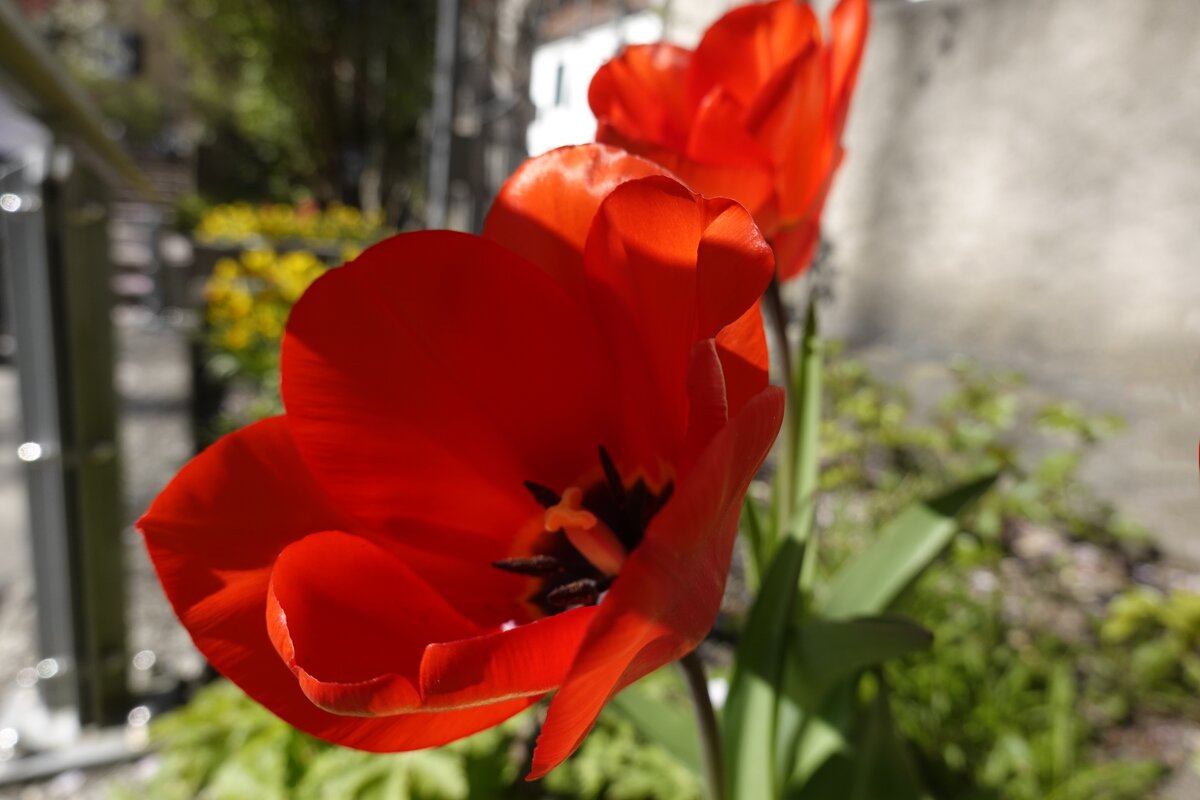 Первые тюльпаны..... - Галина Первые тюльпаны..... - Галина
