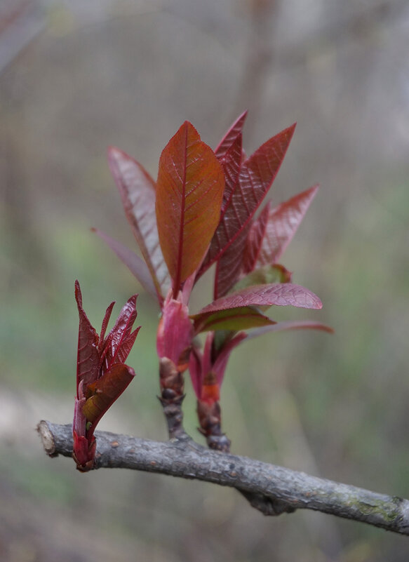 Пробуждение природы - Ольга 